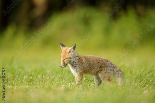 Small red fox standing with closed eyes from side in green meadow.Blur smooth bokeh.