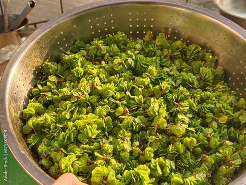 Silver tray filled with lush green Salvinia adnata photo