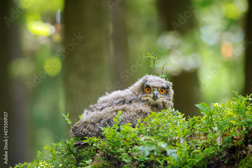 Young eurasian eagle-owl in blueberry patch inside forest on sunny day