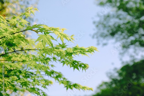 Closeup shot of beautiful tree branches with bright green leaves