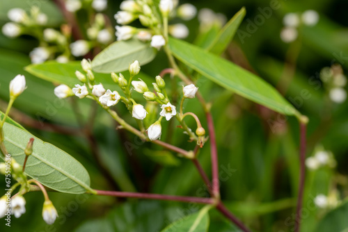 hemp dogbane