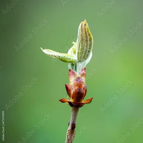 Close up of an unfolding bud of a horse chestnut tree photo