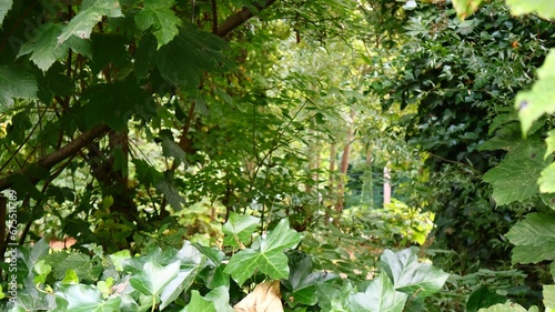 Vibrant park landscape with lush, green trees providing a serene atmosphere