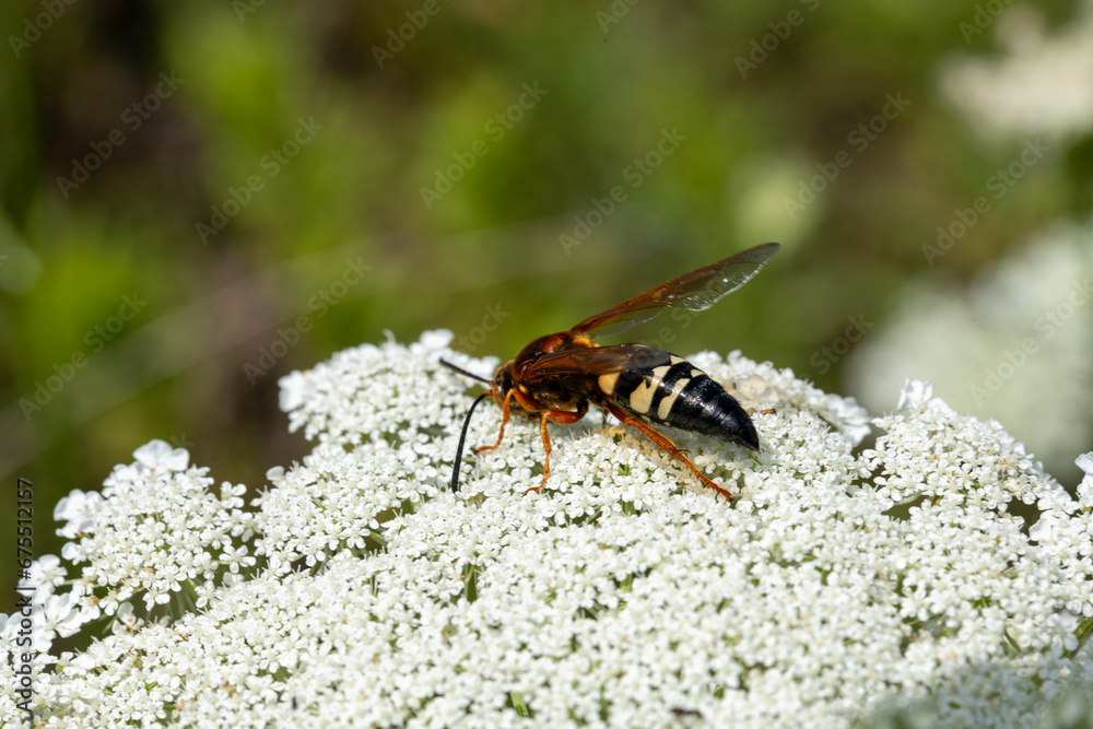 Eastern Cicada-killer Wasp
