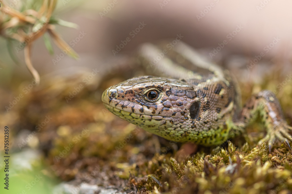 Fototapeta premium Lizard on a stone