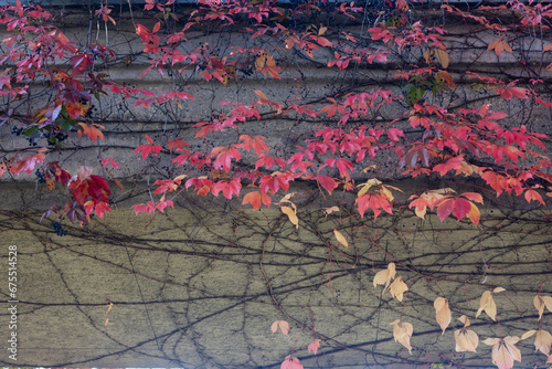 Autumn leaves on the wall of a building closeup of photo