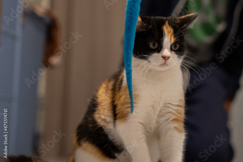 three colors cat