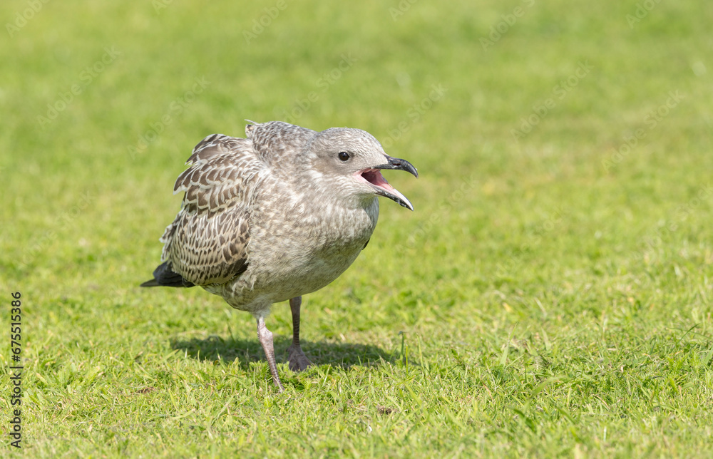 Closeup of juvenile herring gull Larus argentatus on a green grass lawn Closeup of juvenile herring gull Larus argentatus on a green grass lawn