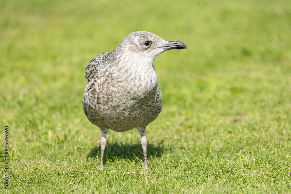 Closeup of juvenile herring gull Larus argentatus on a green grass lawn Closeup of juvenile herring gull Larus argentatus on a green grass lawn