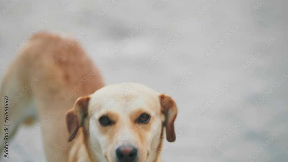 Portrait of a yellow dog without breed