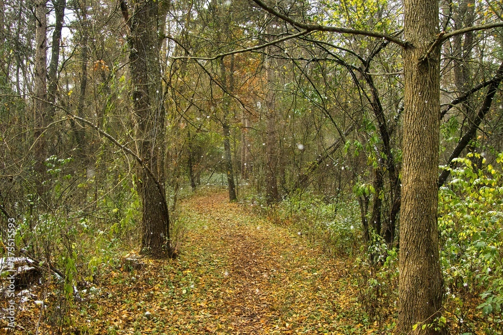 Late-Autumn landscape of light snow falling in the forest surrounding The Ice Age Trail in Southern Wisconsin. Late-Autumn landscape of light snow falling in the forest surrounding The Ice Age Trail in Southern Wisconsin.