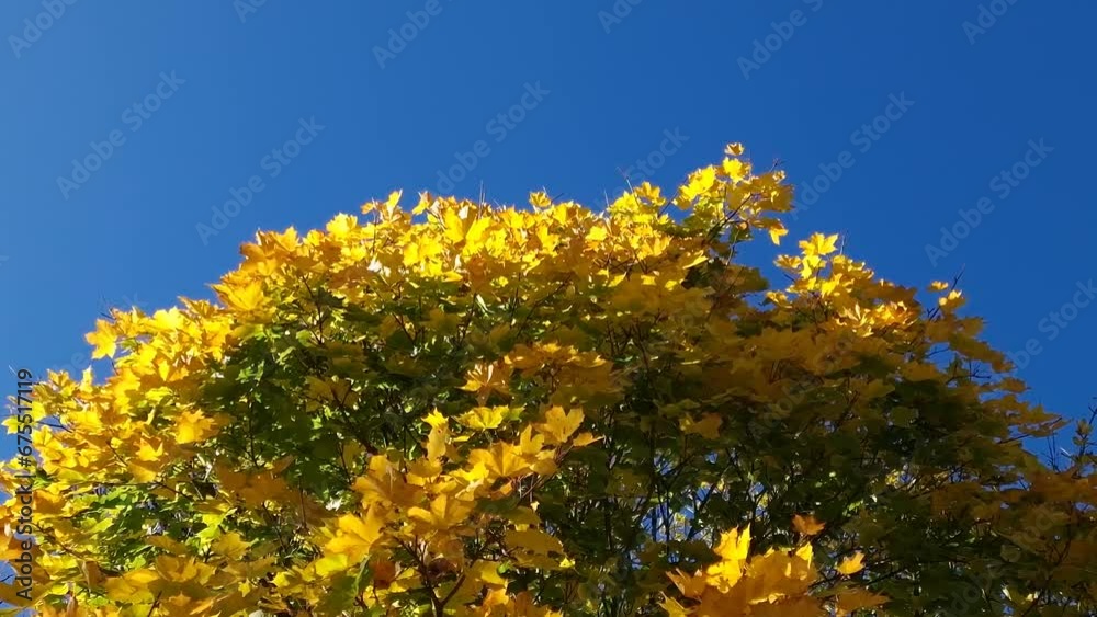 yellow maple leaves sway against a blue sky yellow maple leaves sway against a blue sky