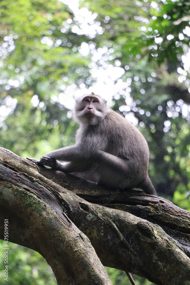 Naklejka premium Singe - Indonésie