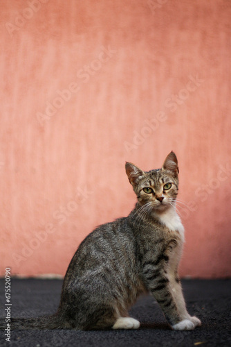 cat against the wall