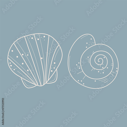 white seashells, mollusks vector graphic sketch handdraw element 