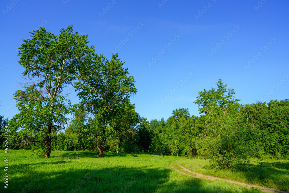 Summer view of the road in a sparse forest enveloping a clearing Summer view of the road in a sparse forest enveloping a clearing
