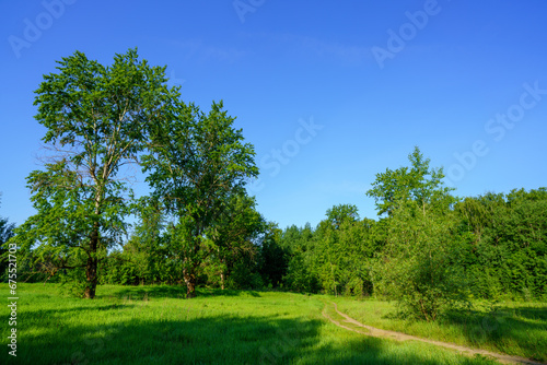 Summer view of the road in a sparse forest enveloping a clearing