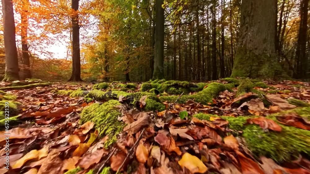 Pilze im herbstlichen Laubwald mit goldgelben Blättern,  Herbststimmung, Wald, Waldboden, Forst, Moos, Sonnenstrahlen, Drohne