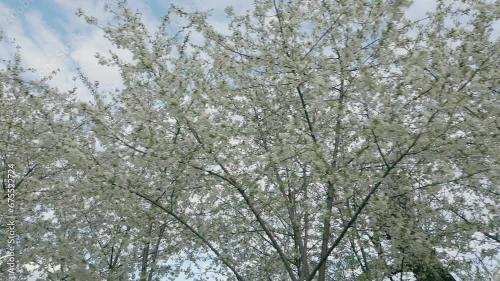 many branches with white cherry flowers many branches with white cherry flowers
