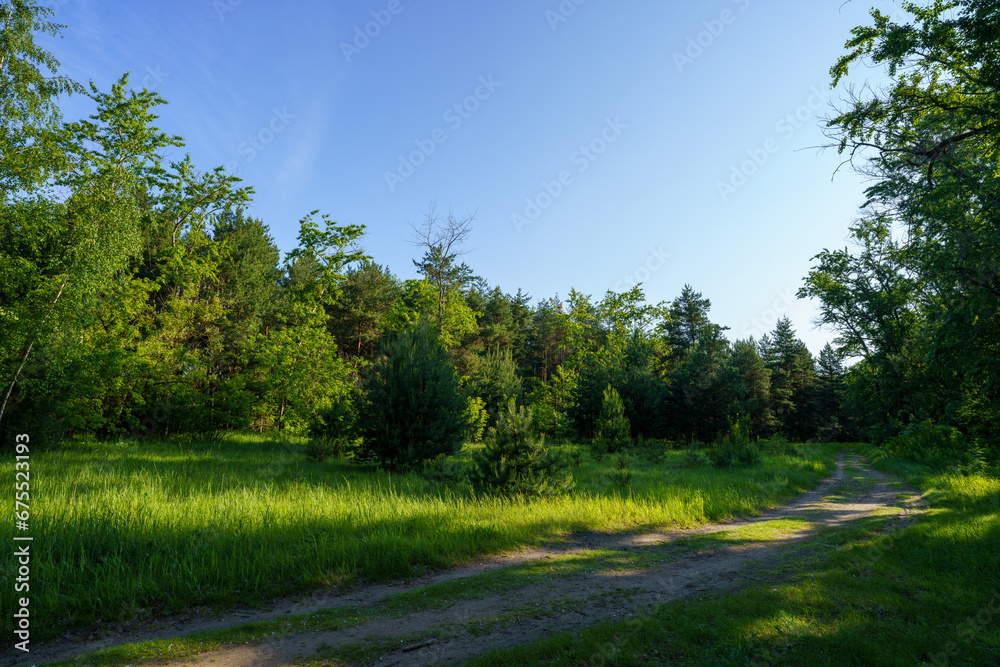 landscape with trees and sky. View of the road passing through the forest. Walk in the park