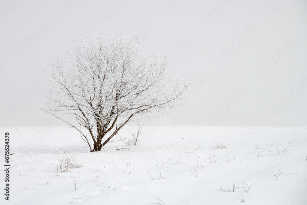 Fototapeta premium Alone bush in snowy field