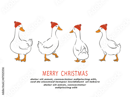 White geese in red hats. Merry Christmas vector illustration photo