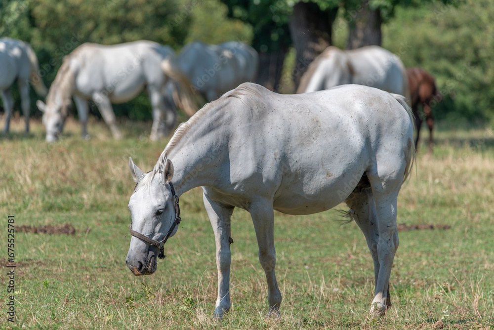 Lipizzaner is a breed of horse originating from Lipica Lipizzaner is a breed of horse originating from Lipica