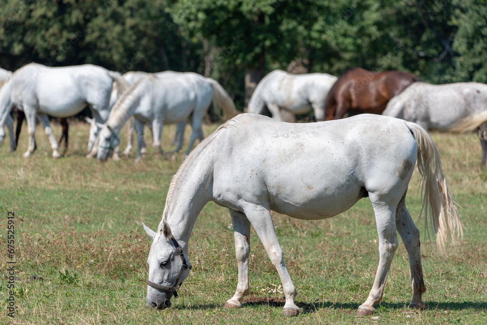 Lipizzaner is a breed of horse originating from Lipica Lipizzaner is a breed of horse originating from Lipica