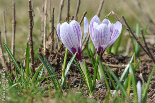 White crocus flowers on a lawn