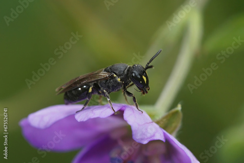 Closeup on a small Yellow-face solitary bee, Hylaeus , sitting on a purple Geranium flower photo