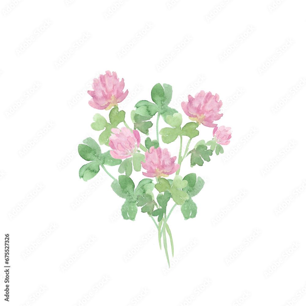 Watercolor drawing bouquet of clover flowers. Shamrock ClipArt. Botanical healing herbs illustration. Herbal medicine. Botanical illustration of trifolium pratense. Bouquet of trefoil flowers Watercolor drawing bouquet of clover flowers. Shamrock ClipArt. Botanical healing herbs illustration. Herbal medicine. Botanical illustration of trifolium pratense. Bouquet of trefoil flowers