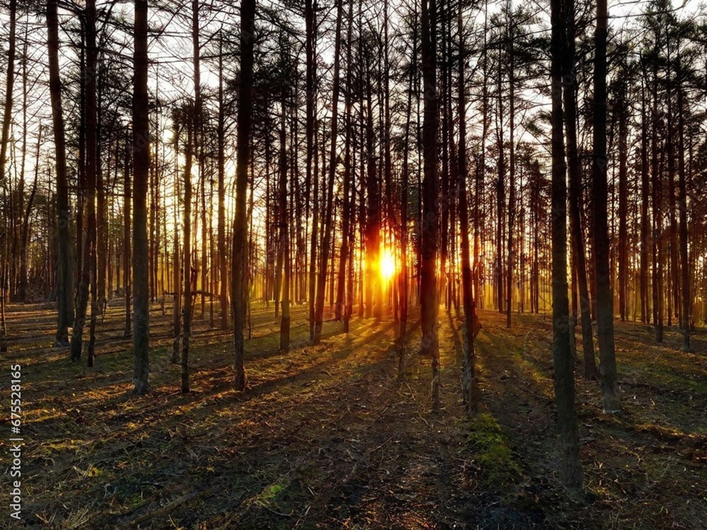 Fototapeta premium Sunset Sunrise In Pine Forest. Close View Of Dark Black Spruce Trunks Silhouettes In Natural Sunlight Of Bright Colorful Dramatic Sky. Sunshine In Sunny Coniferous Forest.