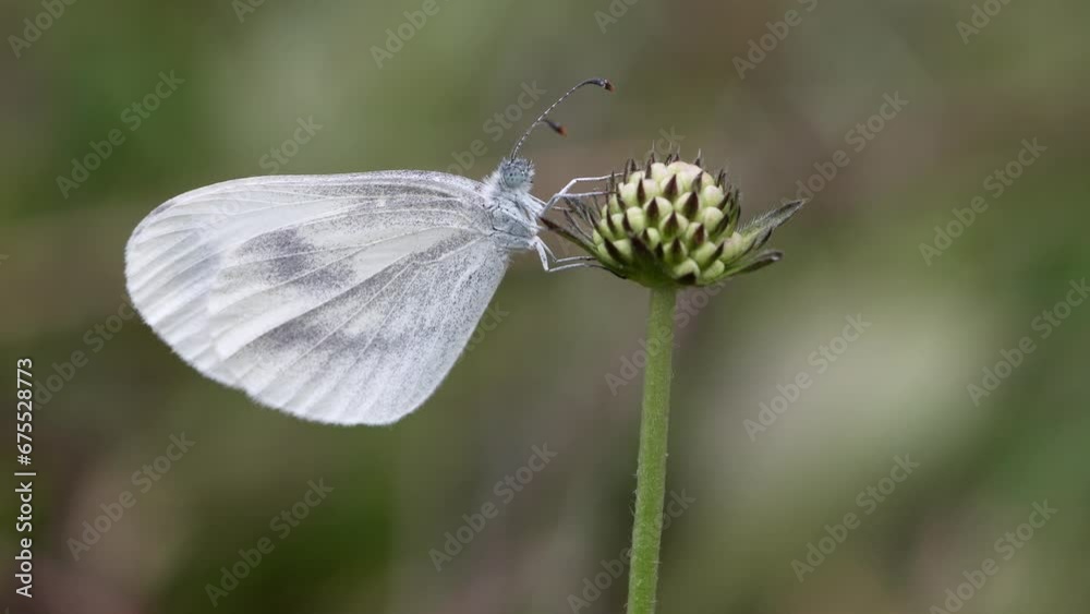 Leptidea sinapis is a small white butterfly, also called slender white, from the family Pieridae. Leptidea sinapis is a small white butterfly, also called slender white, from the family Pieridae.