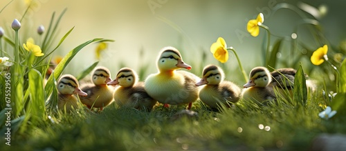 In the summer the vibrant green grass glows under the warm sun while cute ducks and their fluffy gray ducklings explore the outdoors with their adorable beaks and soft feathers on their head
