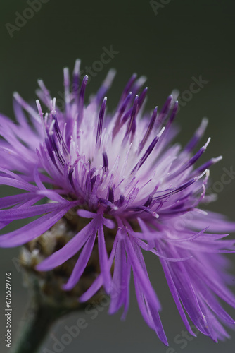 Macro close up of a wonderful purple flower with selective focus and selective blur