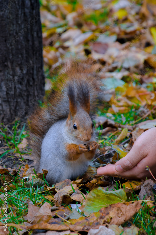 Fototapeta premium Squirrel eating from an outstretched hand. Late autumn, park with autumnal leaves
