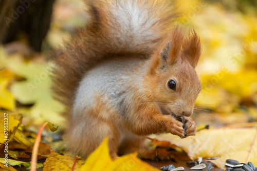 Autumn scene with a cute red squirrel.