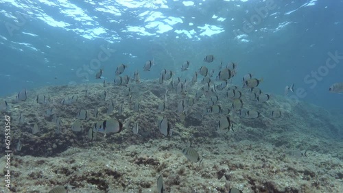 Mediterranean Sea reef fish in shalllow water photo