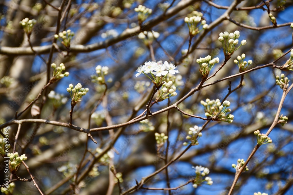 blossoming branches of a tree blossoming branches of a tree