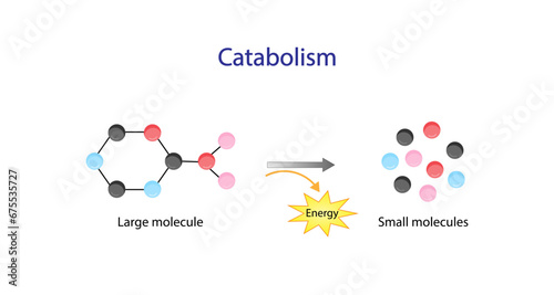 Catabolism is process of breaking down complex macromolecules into small molecules. ATP energy. Vector design.