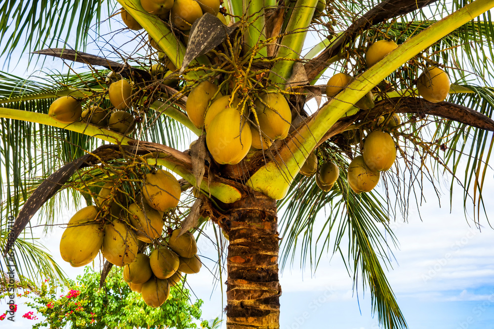 Fototapeta premium Coqueiro IMG_1218