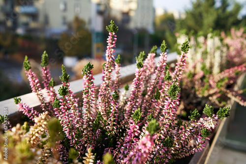 Pink heather flowers growing outdoors on the balcony in autumn