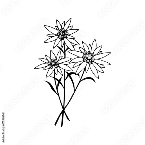 Edelweiss flowers. Vector stock graphics eps 10. Hand drawn.