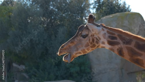 In this slow-motion video, observe a close-up portrait of an adorable giraffe.
