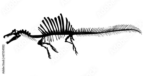 Spinosaurus Skeleton