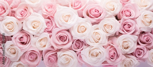 In the beautiful backdrop of a macro image delicate pink roses blossom embodying tenderness and the sheer beauty of nature As part of a stunning bouquet their white counterparts create an e