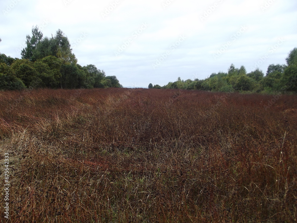 Buckwheat ripens in the field