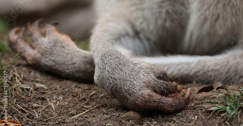 Front feet of a  kangaroo is a marsupial from the family Macropodidae (macropods, meaning 'large foot'). photo