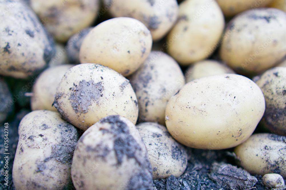 Regionale Landwirtschaft - Kartoffelanbau Regionale Landwirtschaft - Kartoffelanbau