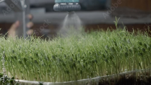 Girl watering microgreens